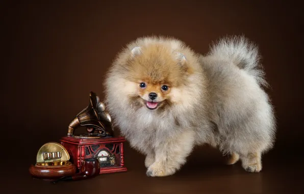 Picture sweetheart, puppy, Spitz