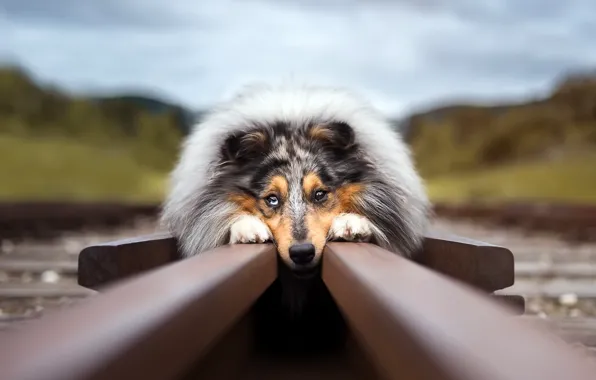 Look, each, rails, dog