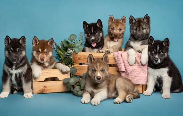 Language, dogs, look, pose, portrait, towel, plants, puppies
