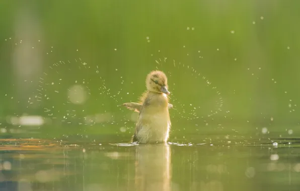 Picture water, squirt, duck, chick