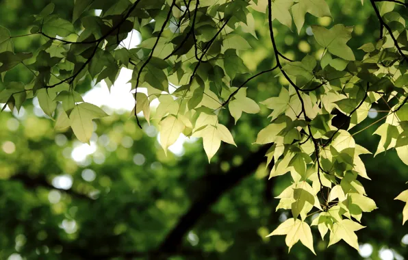 Greens, leaves, branches, Branch, bokeh