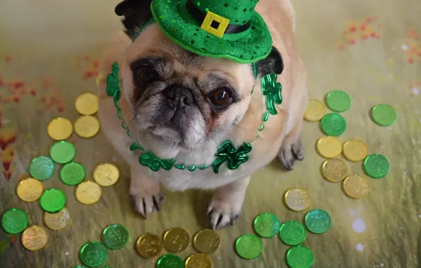 Greens, look, pose, portrait, money, dog, hat, necklace