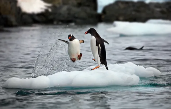 Snow, squirt, nature, the ocean, penguins, ice, pair, Antarctica