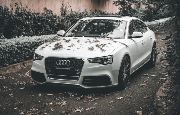 Autumn, Audi A5, sports car