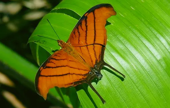 Leaves, microsemi, butterfly, wings, insect, beautiful, closeup