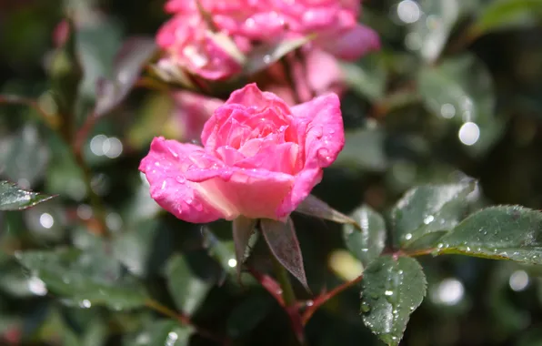 Picture flower, summer, water, drops, nature, rose, petals