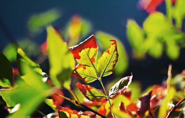 Picture autumn, leaves, orange leaves, dry leaves