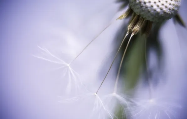 Picture macro, nature, dandelion