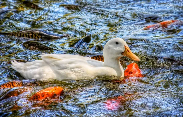 Water, fish, carp, duck, brocade carp, Koi