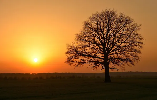 Trees, landscape, sunset