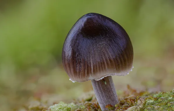 Mushroom, dampness, Beat Buetikofer