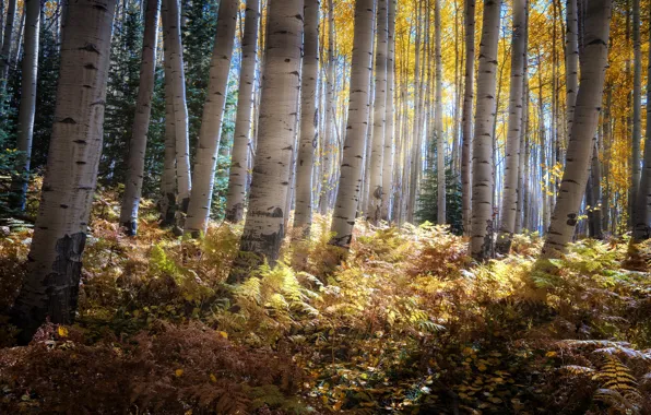 Autumn, forest, the sun, rays, light, trees, thickets, trunks