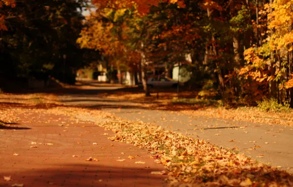 Autumn, leaves, macro, trees, nature, the city, background, tree