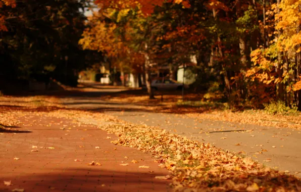 Picture autumn, leaves, macro, trees, nature, the city, background, tree