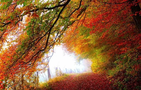 Picture road, autumn, forest, leaves, trees, nature, Park, colors