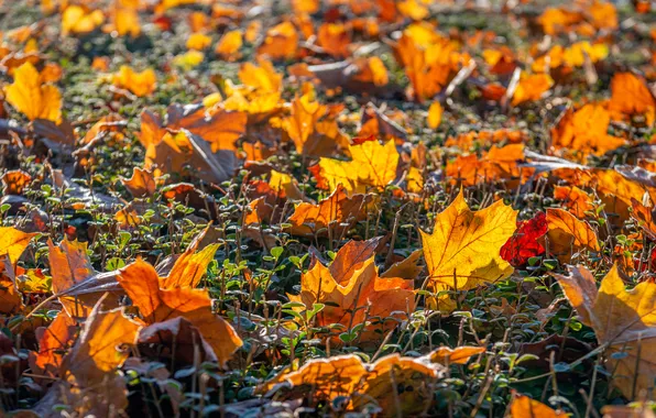 Autumn, grass, light, glade, foliage, yellow, maple leaves, autumn leaves