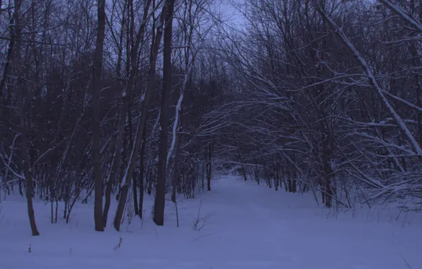 Winter, forest, snow, trees, nature, the evening, twilight, Stan