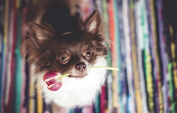 Each, Tulip, dog