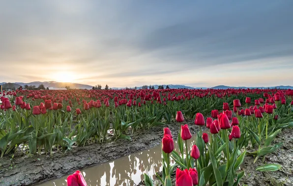 Field, water, the sun, clouds, flowers, dawn, hills, spring