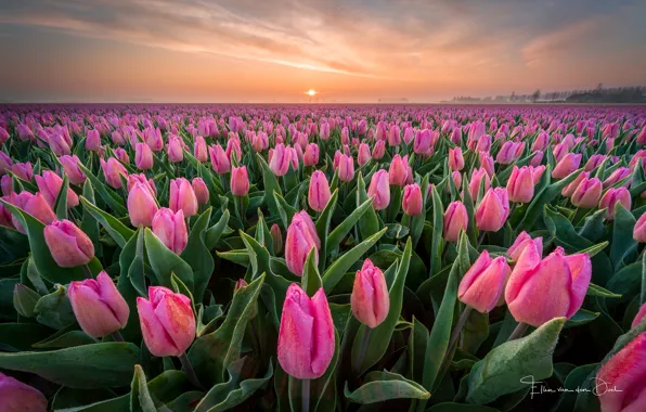 Field, Rosa, Spring, morning, tulips, Netherlands