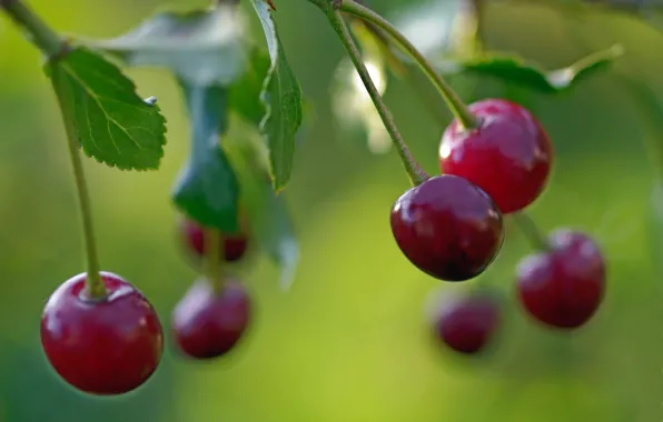 Picture summer, macro, nature, cherry, berries, beauty, harvest, fruit