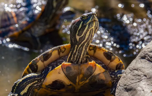 Water, turtle, bokeh, water, red, red - eared turtle