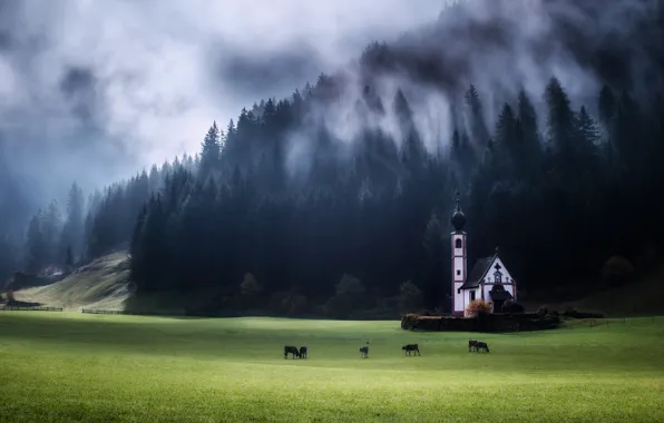 Forest, mountains, fog, ate, cows, Alps, pasture, Church