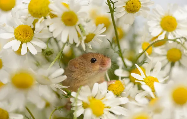 Picture flowers, chamomile, mouse