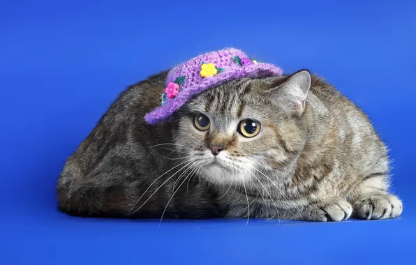 Cat, background, hat
