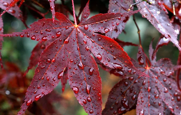 Autumn, leaves, drops, rain, red, veins