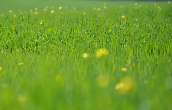 Greens, field, grass, macro, flowers, freshness, nature, spring