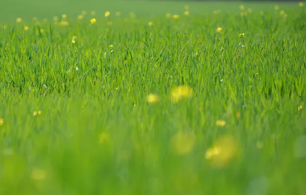 Picture greens, grass, macro, flowers, freshness, nature, field, spring