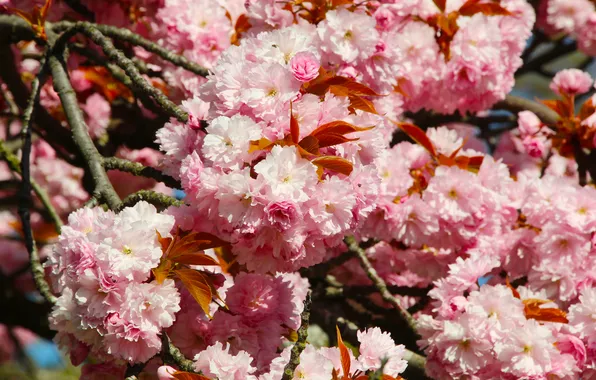 Pink, blooming, japanese cherry