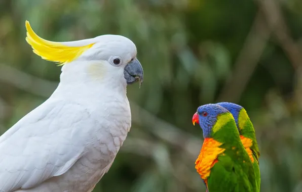 Birds, parrots, boss, multicolor lorikeet, cockatoo, loricati