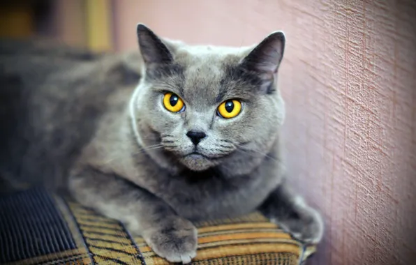 Cat, cat, look, grey, sofa, lies, face, British