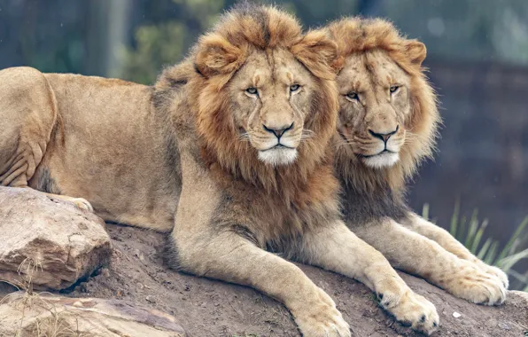 Look, Leo, pair, lions, two, muzzle, lie, two lions