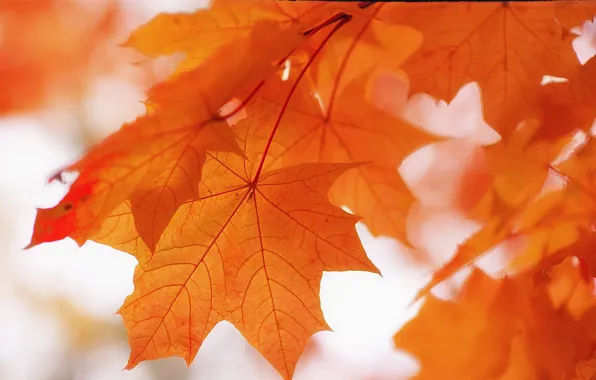 Autumn, leaves, nature