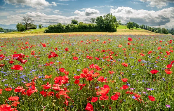 Field, summer, the sky, clouds, trees, flowers, Maki, hill