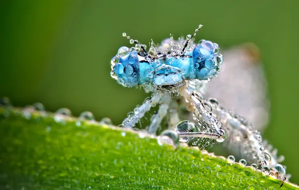 Wet, drops, macro, sheet, dragonfly, green background