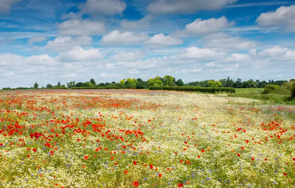 Field, summer, the sky, flowers, nature, view, Maki, dal