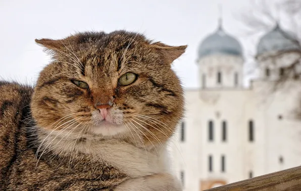 Mustache, face, temple, Tomcat, dome, blurred background, tabby cat
