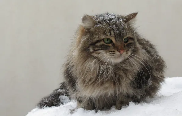 Cold, winter, snow, angry