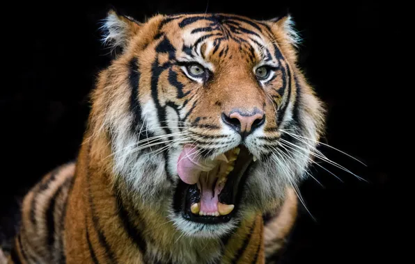 Picture tiger, mouth, beast