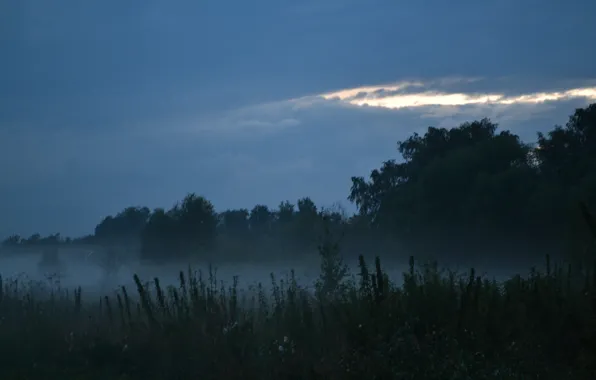 Forest, grass, sunset, fog, silence, the evening, peace