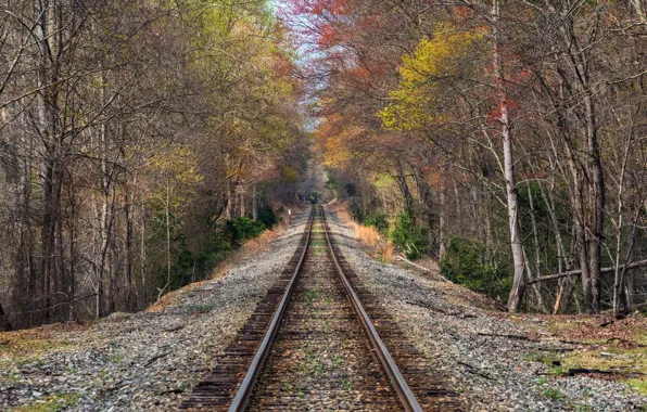 Forest, nature, railroad