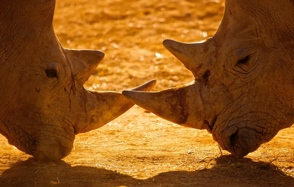 Picture pair, horns, rhinos