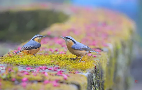 Birds, nature, background
