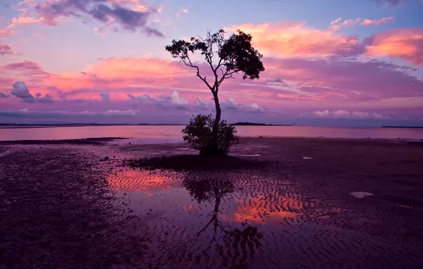Picture the sky, clouds, sunset, tree, shore, Bay