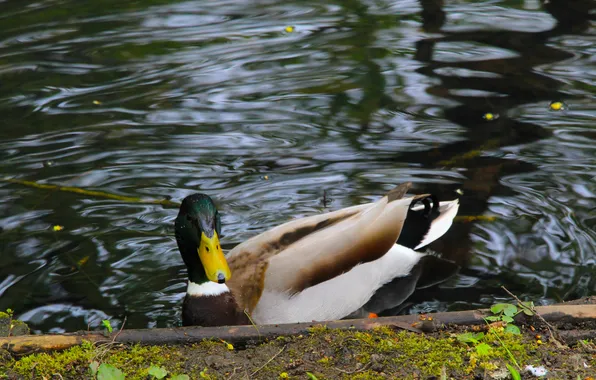 Bird, water, duck