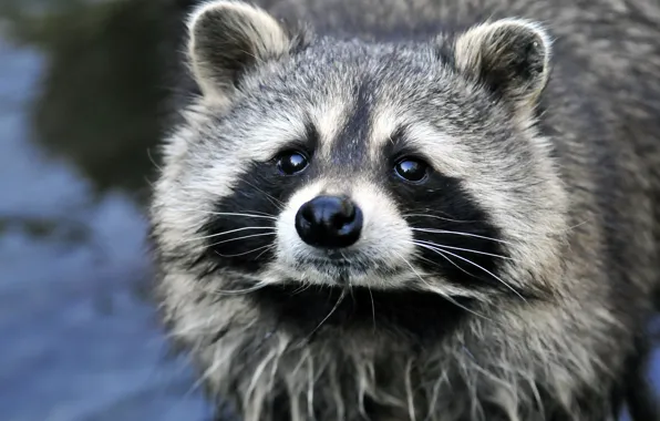 Picture look, face, raccoon